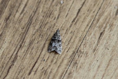 Eudonia truncicolella  - Nazomergranietmot