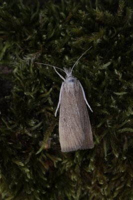 Calamotropha paludella - Lisdoddesnuitmot