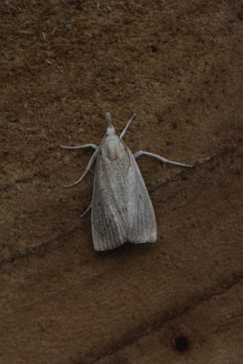 Calamotropha paludella - Lisdoddesnuitmot