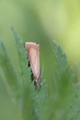 Chrysoteuchia culmella - Gewone grasmot