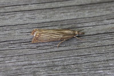Chrysoteuchia culmella - Gewone grasmot