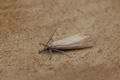 Chrysoteuchia culmella - Gewone grasmot