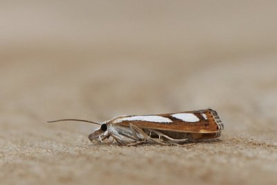 Catoptria permutatellus - Brede vlakjesmot