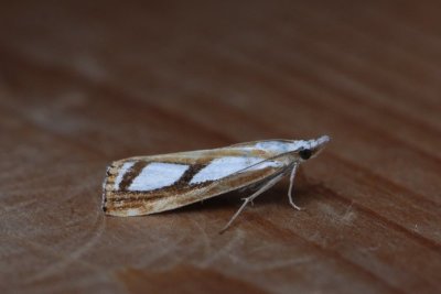 Catoptria pinella - Egale vlakjesmot