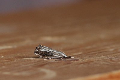 Catoptria verellus - Zwartbruine vlakjesmot