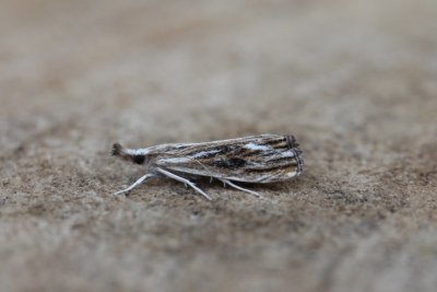 Catoptria verellus - Zwartbruine vlakjesmot.