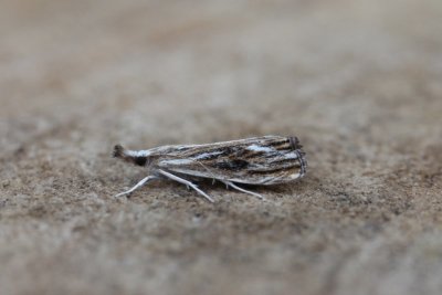 Catoptria verellus - Zwartbruine vlakjesmot