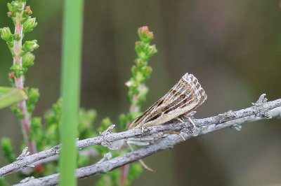 Pediasia fascelinella - Grote grasmot