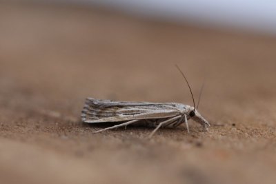 Pediasia fascelinella - Grote grasmot