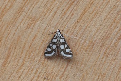 Evergestis limbata - gezoomde valkmot