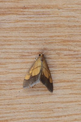 Evergestis limbata - gezoomde valkmot