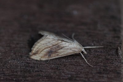 Evergestis forficalis - Lijnvalkmot