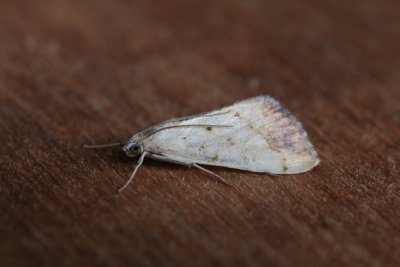 Evergestis extimalis - Aangebrande valkmot