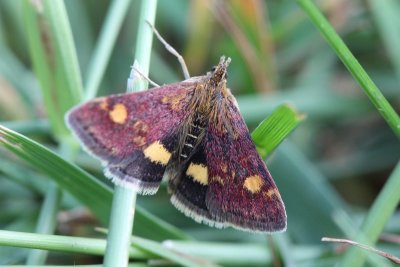 Pyrausta aurata - Muntvlinder