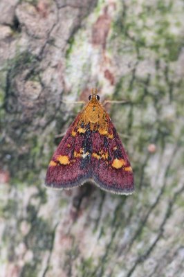 Pyrausta aurata - Muntvlinder