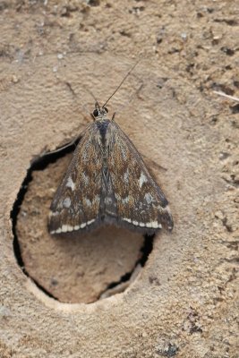 Pyrausta despicata - Weegbreemot