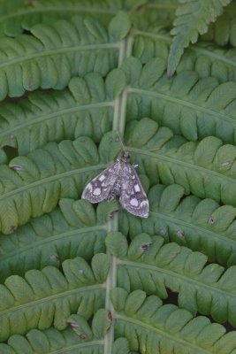 Anania coronata - Gewone coronamot