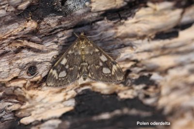 Anania coronata - Gewone coronamot