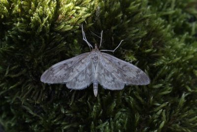 Anania perlucidalis - Donkere coronamot