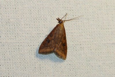 Udea ferrugalis - Oranje kruidenmot