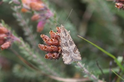 Nomophila noctuella - Luipaardlichtmot