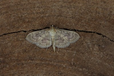 Patania ruralis - Parelmoermot