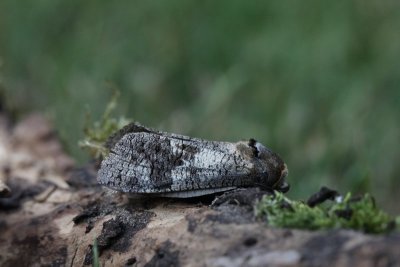 Cossus cossus - Wilgenhoutrups