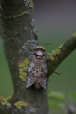 Cossus cossus - Wilgenhoutrups