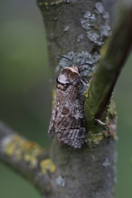 Cossus cossus - Wilgenhoutrups