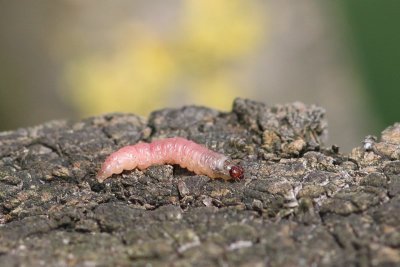 Cossus cossus - Wilgenhoutrups