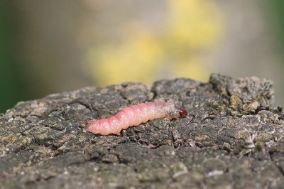 Cossus cossus - Wilgenhoutrups