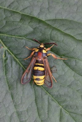 Sesia apiformis - Hoornaarvlinder
