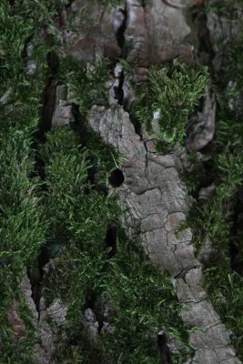 Sesia apiformis - Hoornaarvlinder