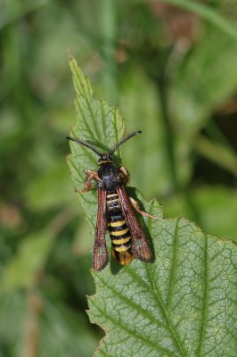 Pennisetia hylaeiformis - Frambozenglasvlinder