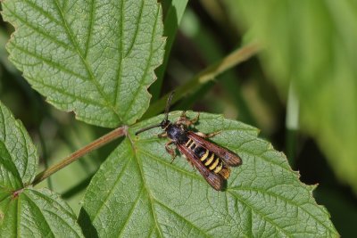 Pennisetia hylaeiformis - Frambozenglasvlinder