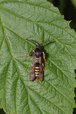 Pennisetia hylaeiformis - Frambozenglasvlinder