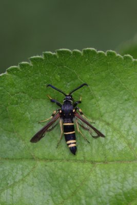 Paranthrene tabaniformis - Populierenwespvlinder
