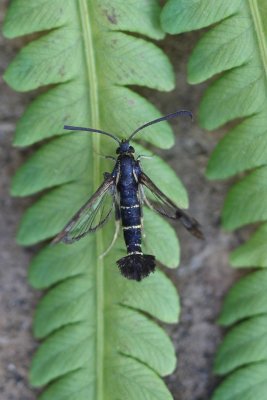 Synanthedon tipuliformis - Bessenglasvlinder