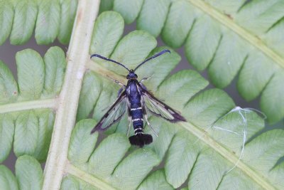Synanthedon tipuliformis - Bessenglasvlinder