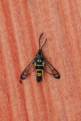 Synanthedon vespiformis - Eikenwespvlinder