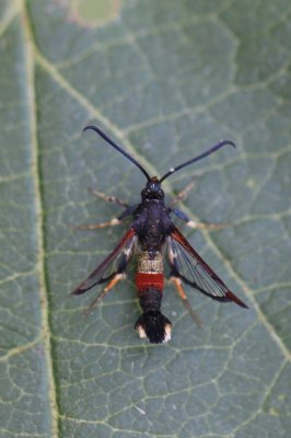 Synanthedon formicaeformis - Wilgenglasvlinder