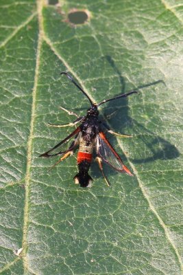 Synanthedon formicaeformis - Wilgenglasvlinder