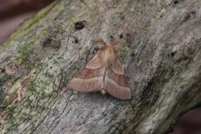 Malacosoma neustria - Ringelrups