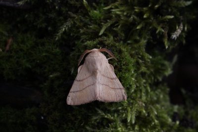 Malacosoma neustria - Ringelrups