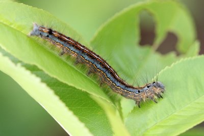 Malacosoma neustria - Ringelrups