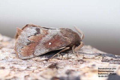 Dendrolimus pini - Dennenspinner