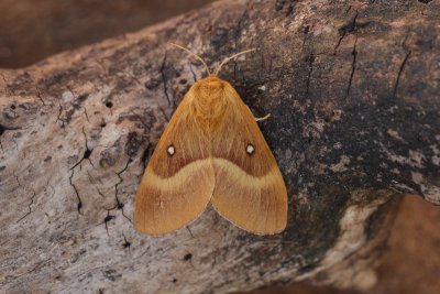 Lasiocampa quercus - Hageheld