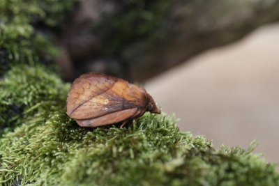 Euthrix potatoria - Rietvink