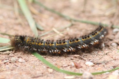 Euthrix potatoria - Rietvink