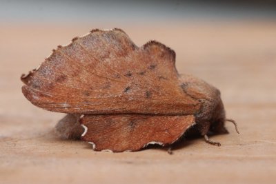 Phyllodesma tremulifolium - Espenblad